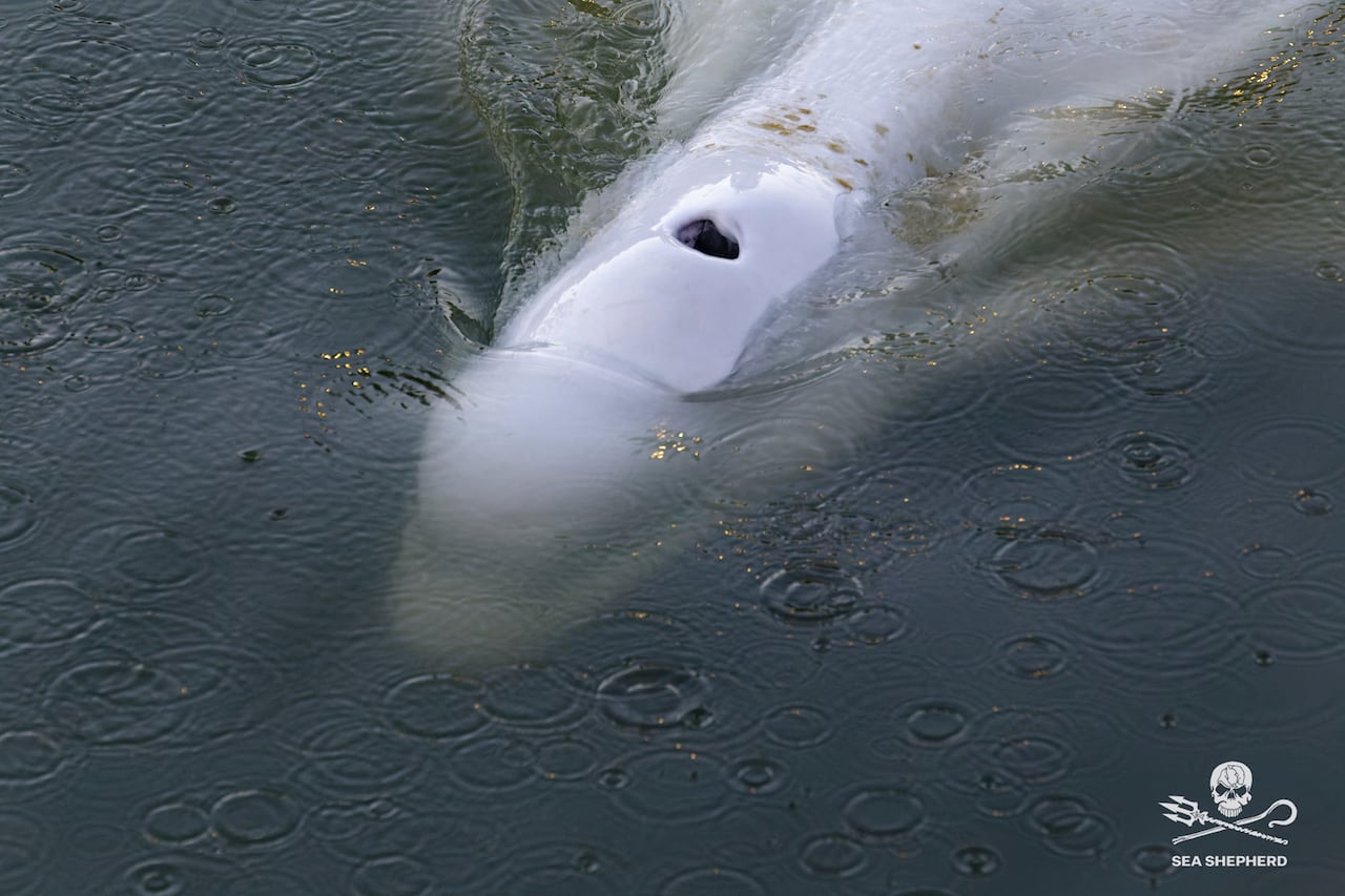 La ballena beluga