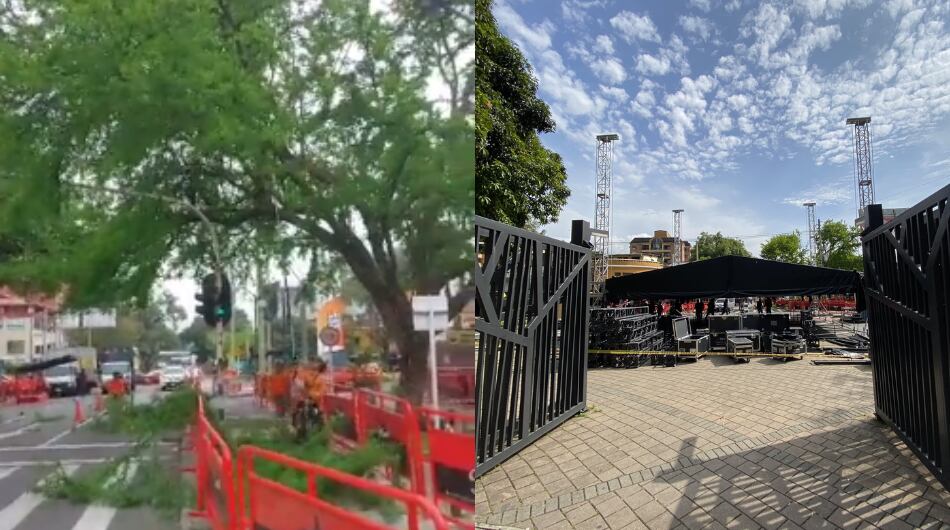 Polémica en Medellín por árboles podados en escenario cercano de la Feria de las Flores.