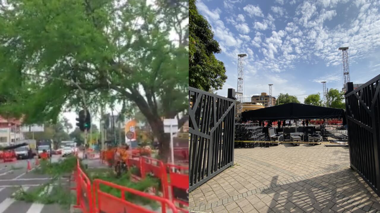 Polémica en Medellín por árboles podados en escenario cercano de la Feria de las Flores.