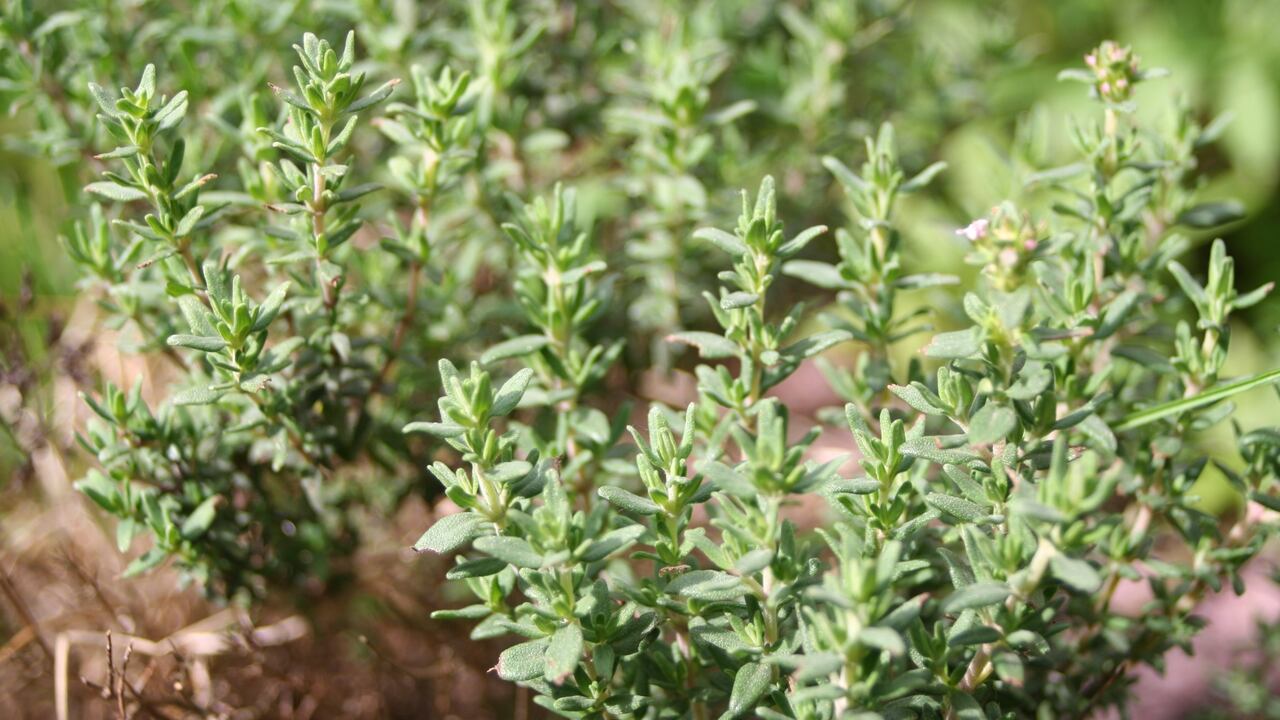 Thyme in the garden, shallow dof