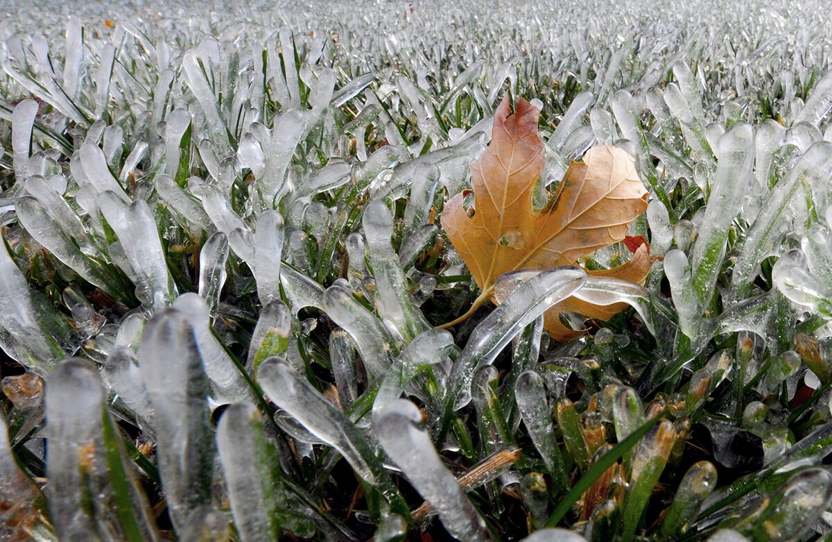 Una hoja de maple cae entre la hierba congelada por las bajas temperaturas en Salina, Estados Unidos. (AP)