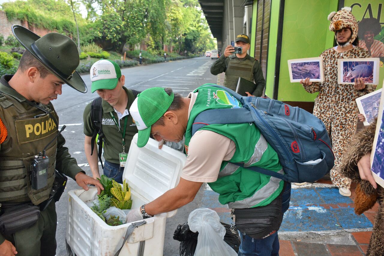 Dagma y Política Ambiental realizan operativos previos a la Semana Santa, contra la comercialización de fauna y flora en la terminal de transporte. También realizan campañas educativas con el fin de concientizar a la gente de no tener animales silvestres como mascotas. Jorge Orozco.
