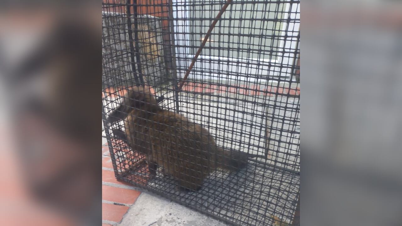 Este animal fue rescatado por las autoridades.