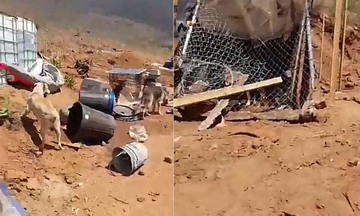 Las imágenes de los animales sin vida son impactantes