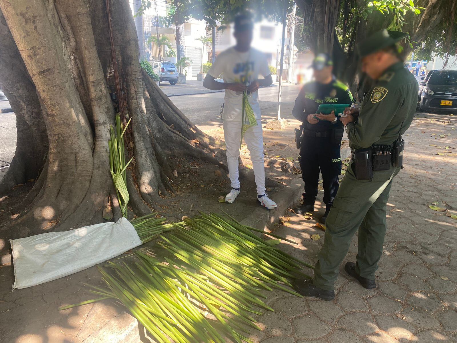 Incautacion de palma de iraca