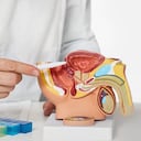 El cáncer de próstata ha teniendo un aumento en la sociedad colombiana desde el 2018.