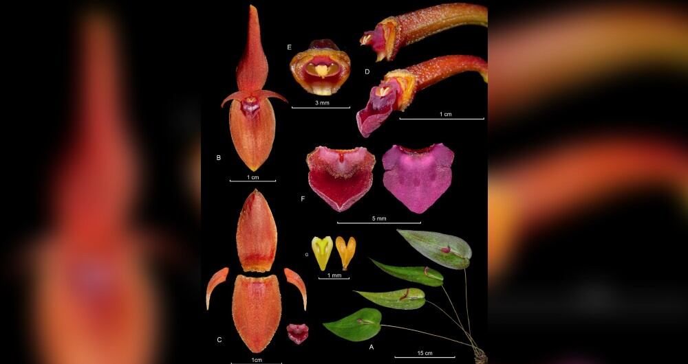 Características de la nueva orquídea