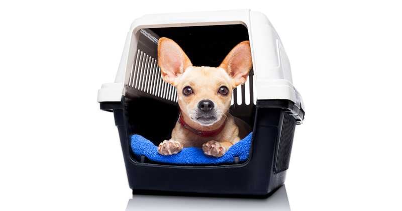 Otra de las condiciones es que tiene la empresa tailandesa es que los animales deben de permanecer en sus transportadoras o usar pañales durante la función.