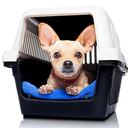 Cómo viajar con la mascota