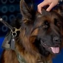 Arkadas, perro rescatista de méxico.