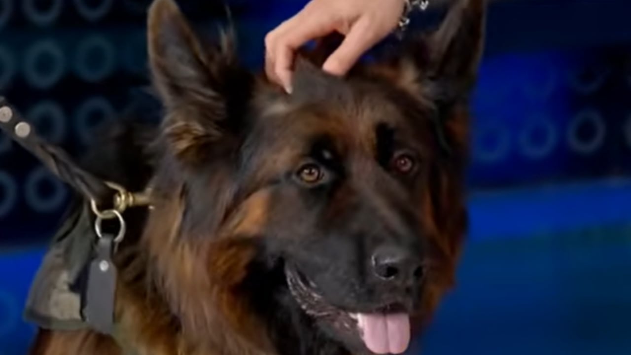 Arkadas es un perro rescatista de México.