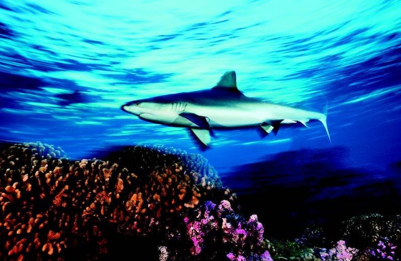 Un tiburón gris se desliza sobre un coral sano. Entre 85-100% de la cobertura coralina en éste arrecife se debe en parte al balance natural del ecosistema que incluye abundantes depredadores de gran tamaño (Islas de la Línea Meridionales, 2009). FOTO: Brian Skerry/National Geographic