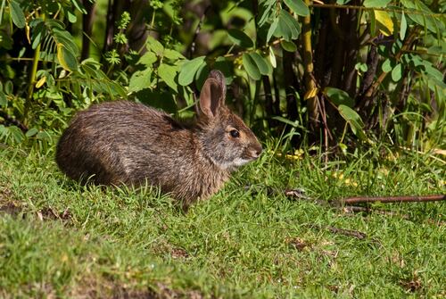 Expertos quedan asombrados tras encontrar un animal perdido desde hace más de 100 años.