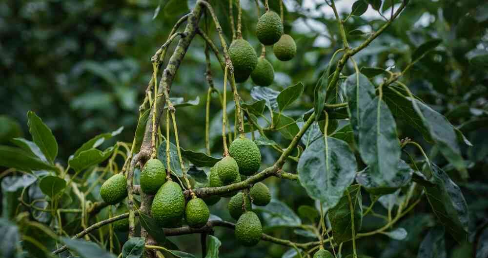 Cultivo de Aguacate Hass en Valle del Cauca. Dinero
