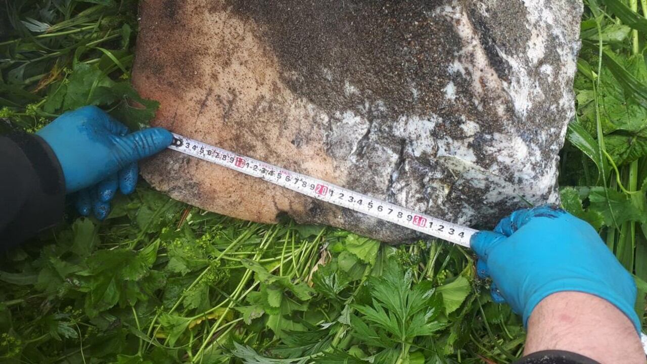 A pesar de haber encontrado marcas de dientes de orcas en las aletas, algunos científicos consideran que no hay pruebas suficientes para decir que la especie es caníbal.