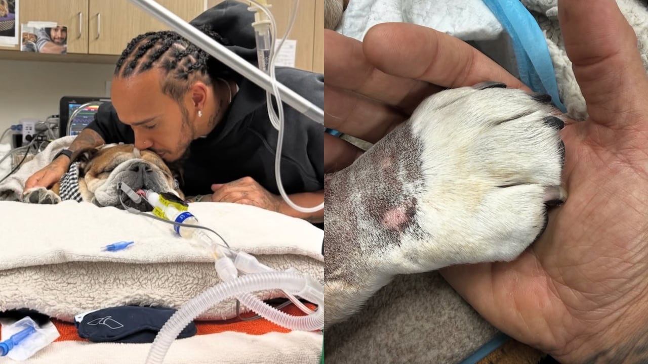 Murió Roscoe, el perro de Lewis Hamilton.