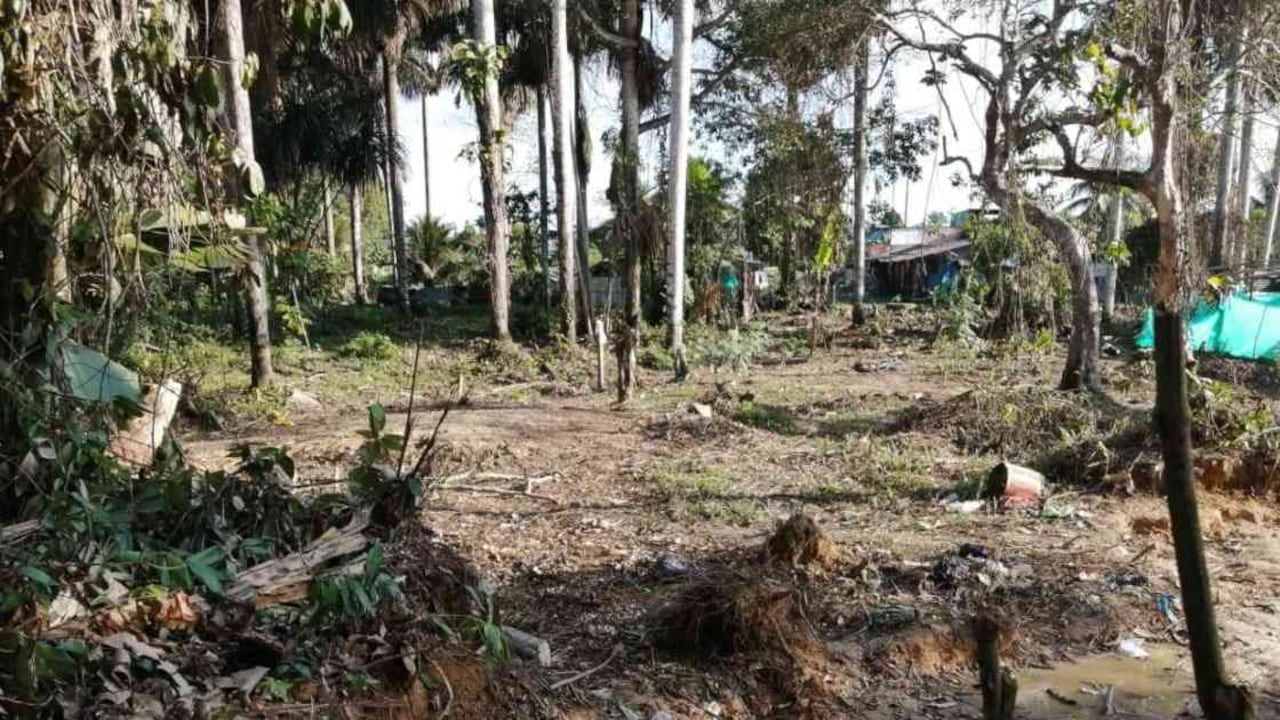 Humedal invadido en Leticia. Foto: Tatiana Álvarez.