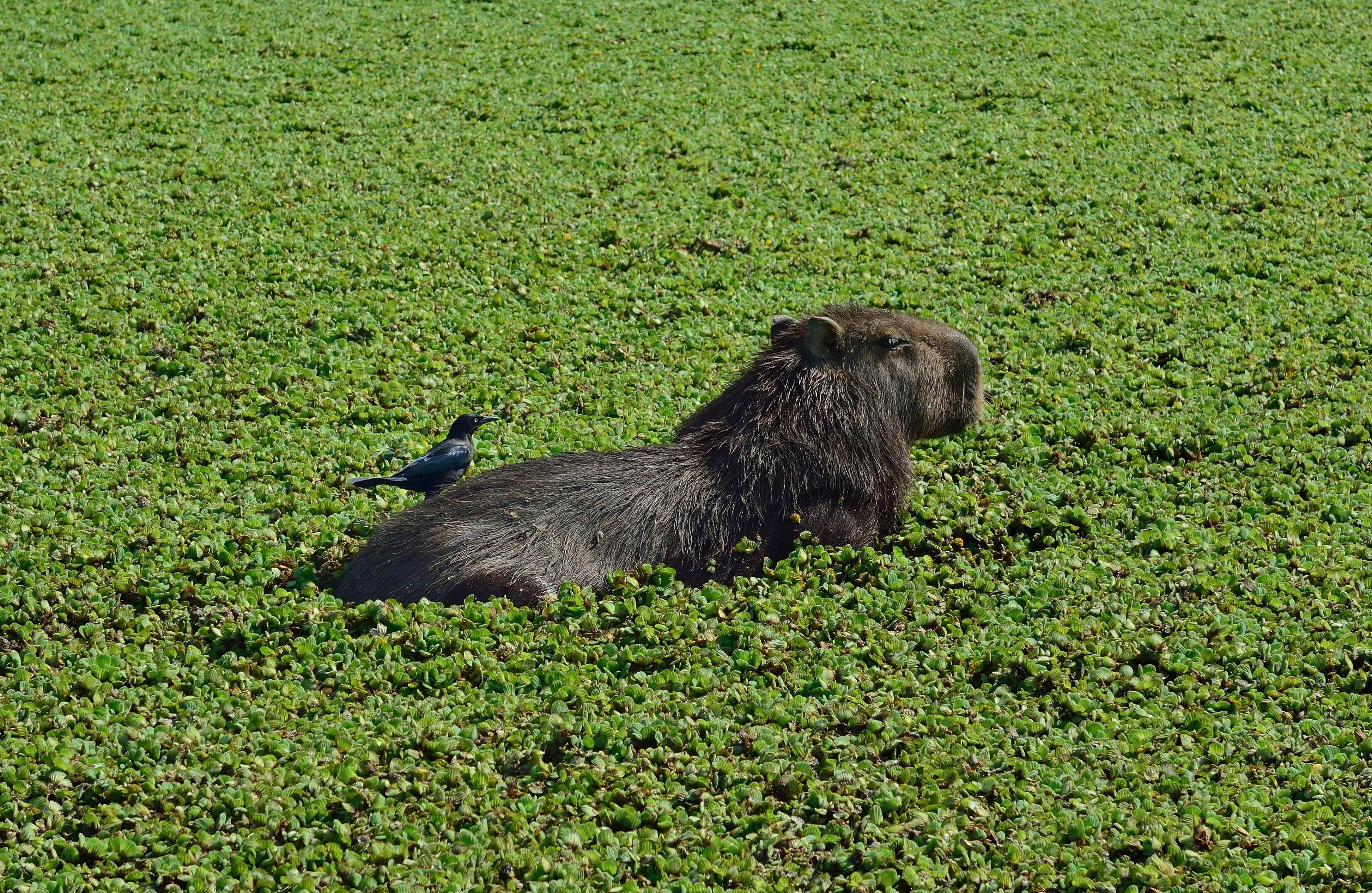 También conocido como capiraba, el chigüiro es el roedor más grande del planeta, su tamaño es 2.000 veces superior al de un ratón. Puede llegar a medir 1,20 de largo y 50 centímetros de alto.