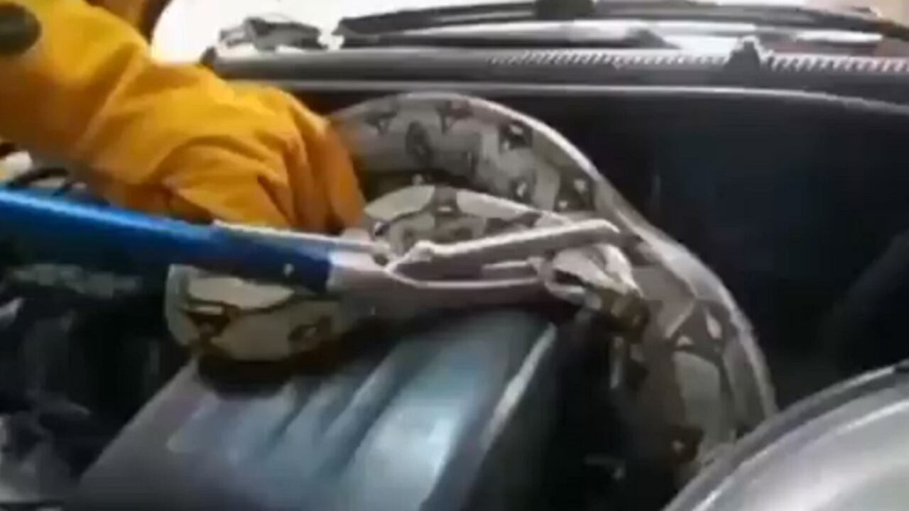 ¿De donde salió? Una serpiente boa constrictor sorprendió al aparecer en el motor de un taxi en Bogotá