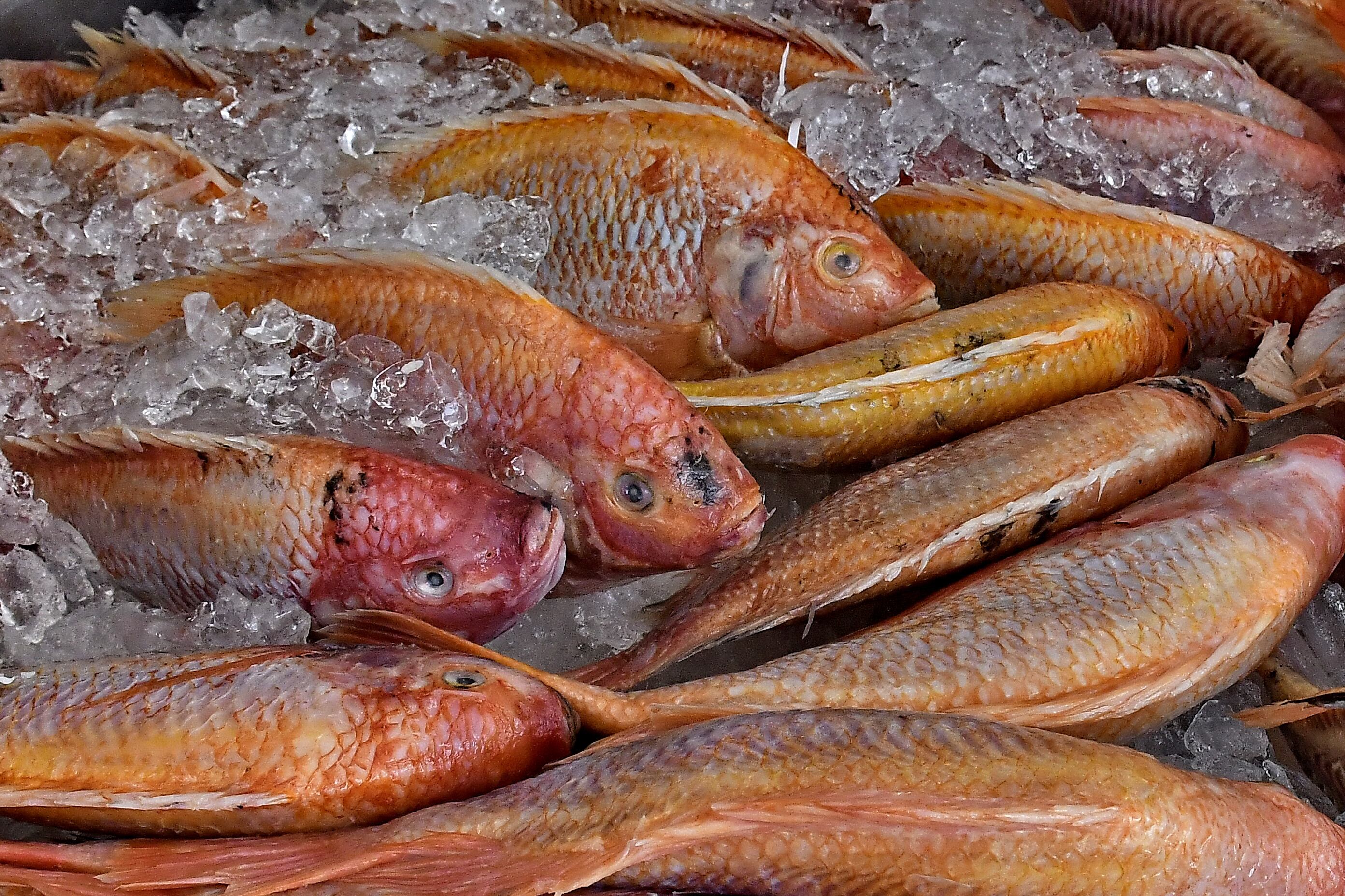 Recomendaciones a la hora de comprar comida de mar en Semana Santa
.  Un experto en la materia nos cuenta cuáles son los tipos de pescados que más se venden por estos días en Cali, cómo elegirlos y de qué manera prepararlos para que queden saludables y deliciosos. Raúl Palacios / El País.