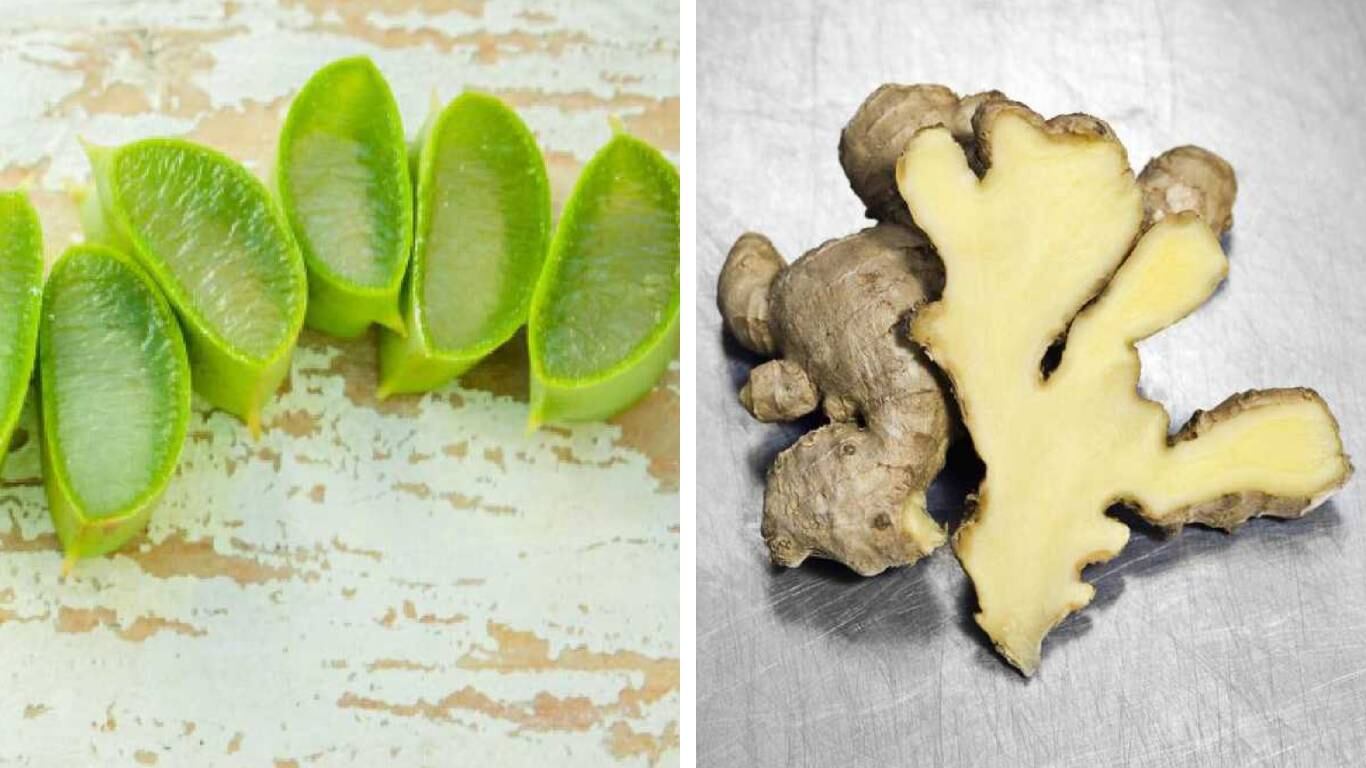 El aloe vera y el jengibre ayuda a tratar problemas cardiovasculares y gastrointestinales. Foto: Getty Images. Montaje SEMANA.