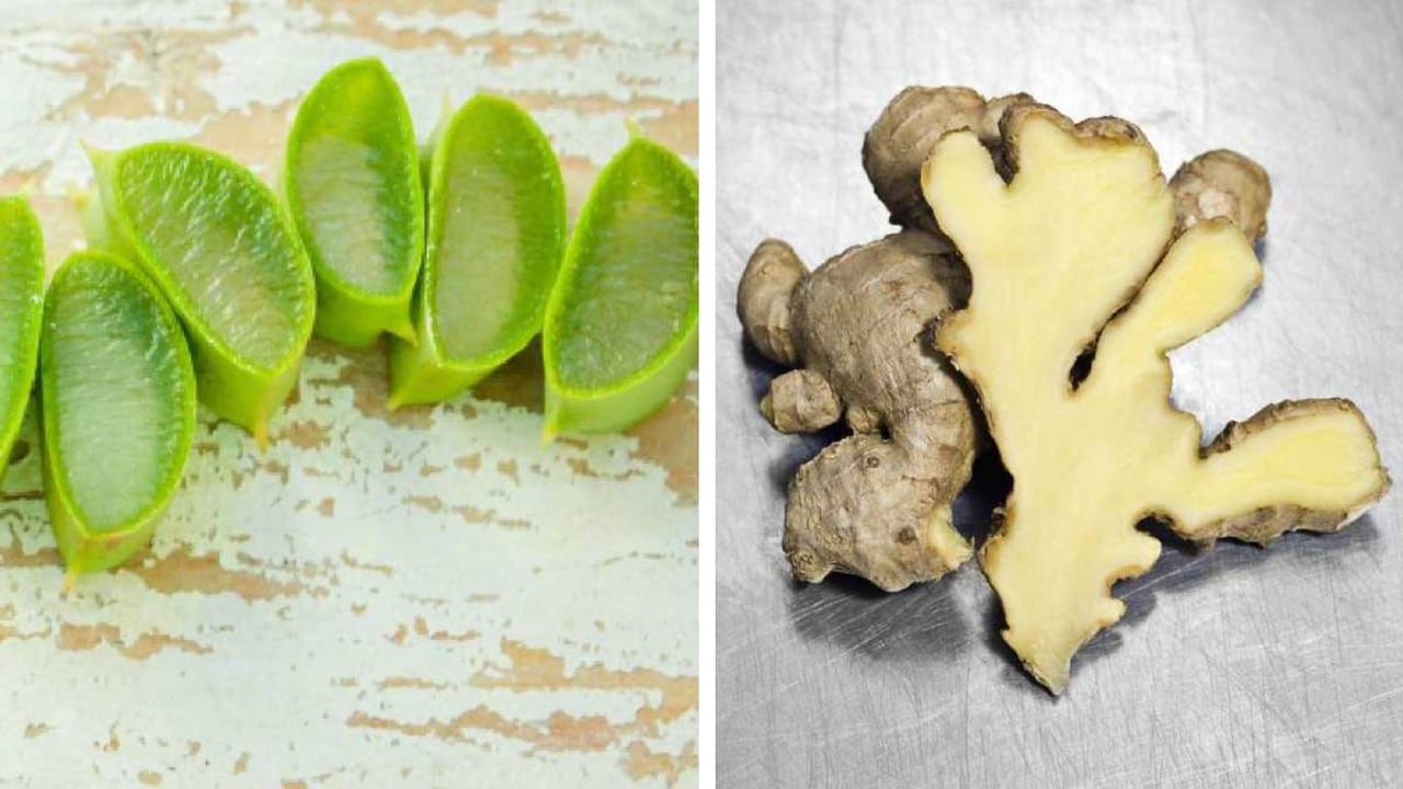 El aloe vera y el jengibre ayudan a tratar problemas cardiovasculares y gastrointestinales. Foto: Getty Images. Montaje SEMANA.