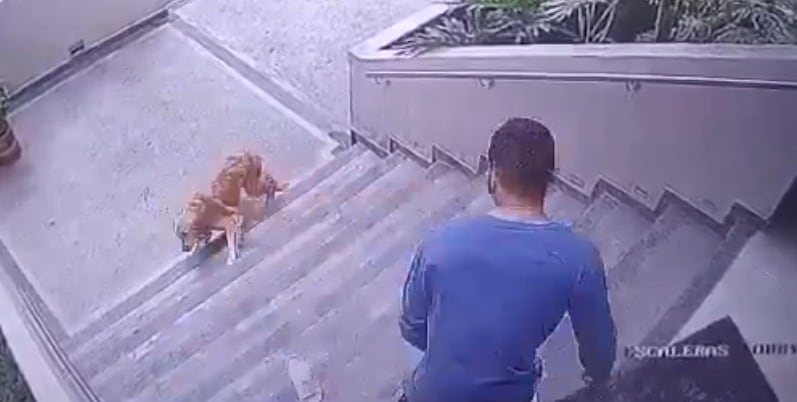 El caso fue atendido de inmediato y que el animal se encuentra fuera de peligro.