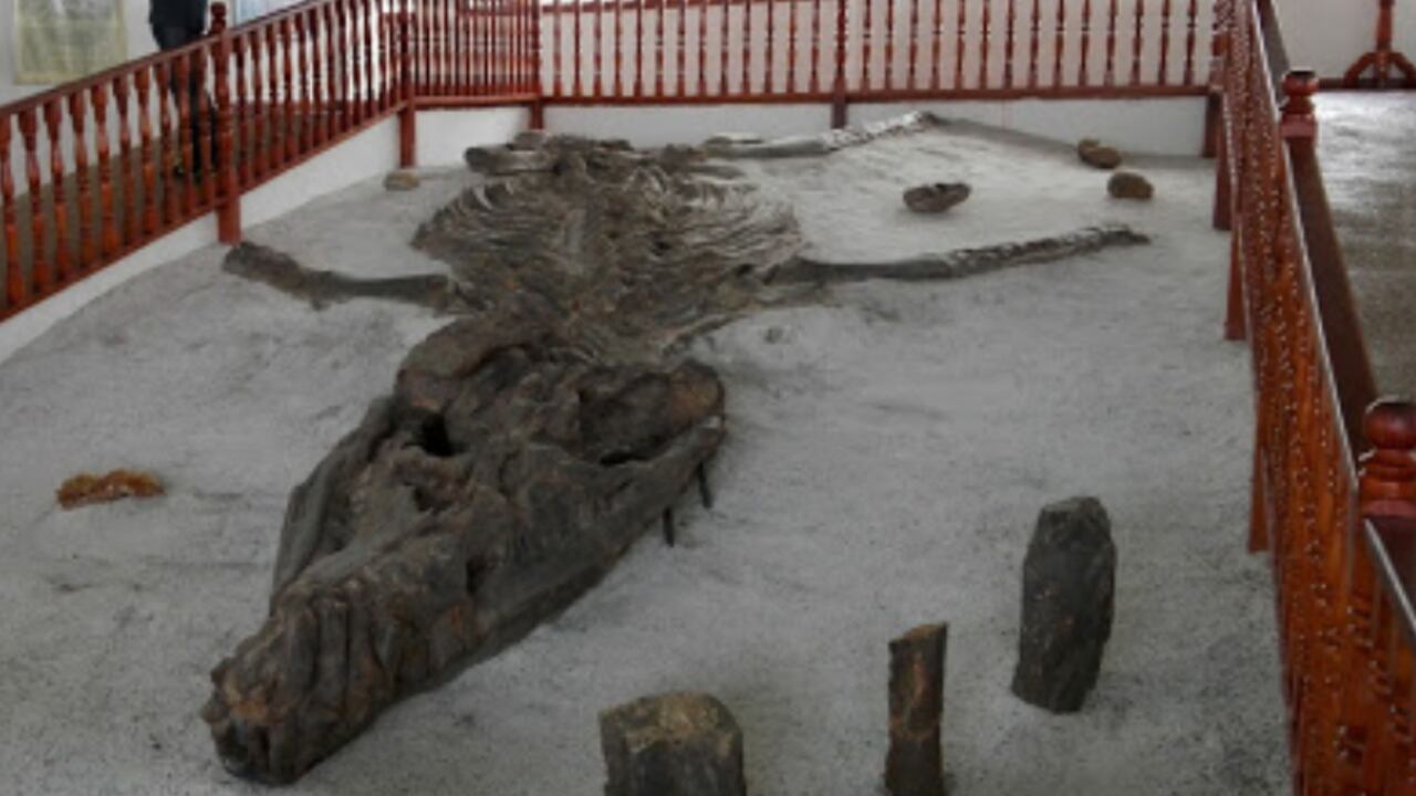 Museo del Fósil en Villa de Leyva