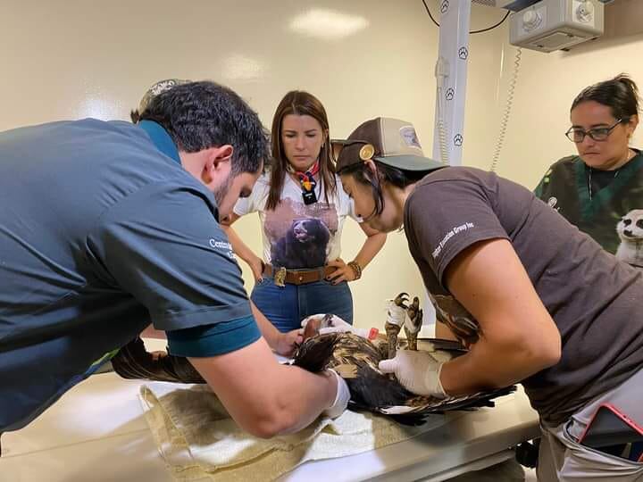 El ejemplar se encuentra en riesgo de extinción