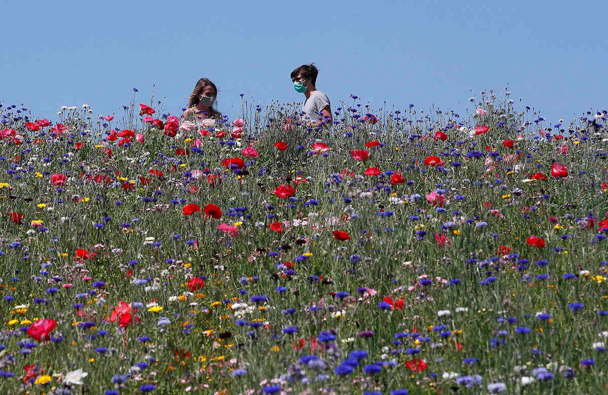 Italia comenzó a aliviar algunas de las restricciones de movilidad. Las personas pueden visitar a sus parientes e ir a los parques públicos. Esta pareja paseó por un de los de Milán. La imagen es del 4 de mayo. Foto: Antonio Calanni/ AP