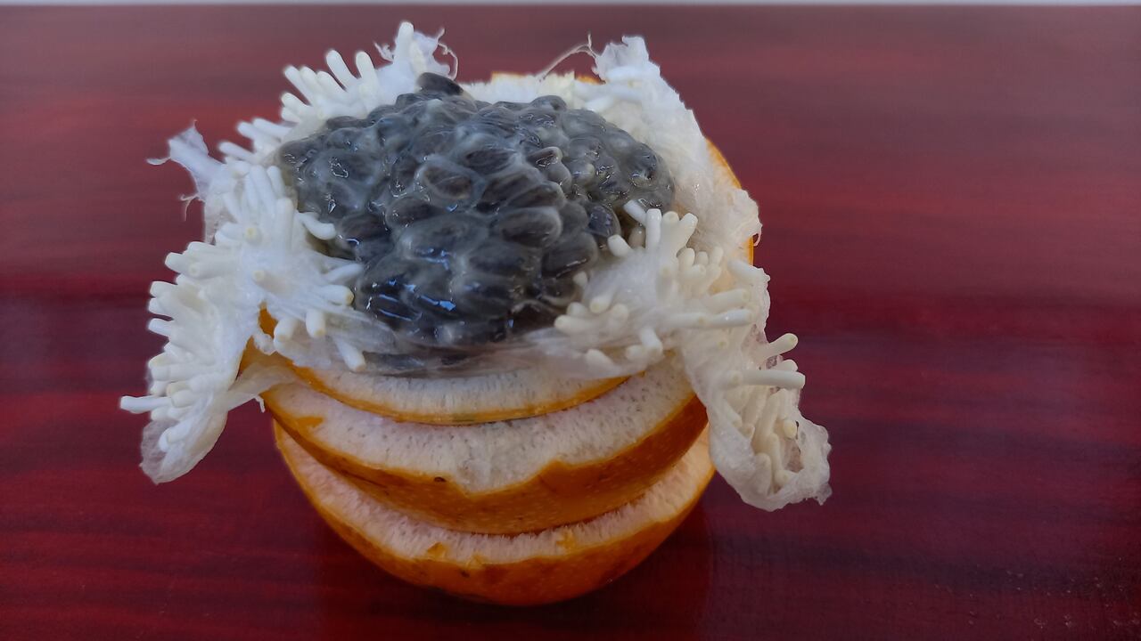 La granadilla está compuesta de vitamina C.