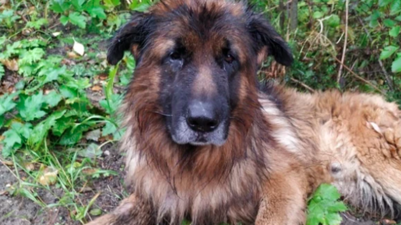 Perro Kiriusha
