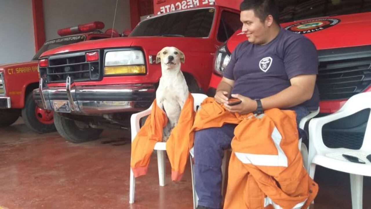 Rocky, perro bombero en Dagua.