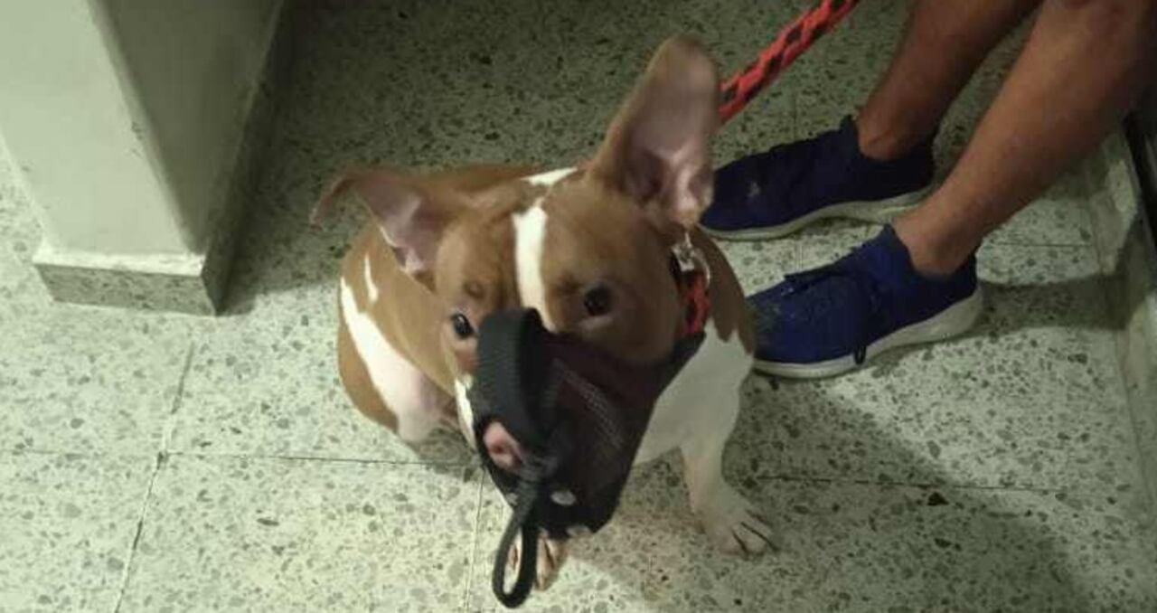 El pitbull atacó a tres menores de edad en Engativá, al norte de Bogotá.