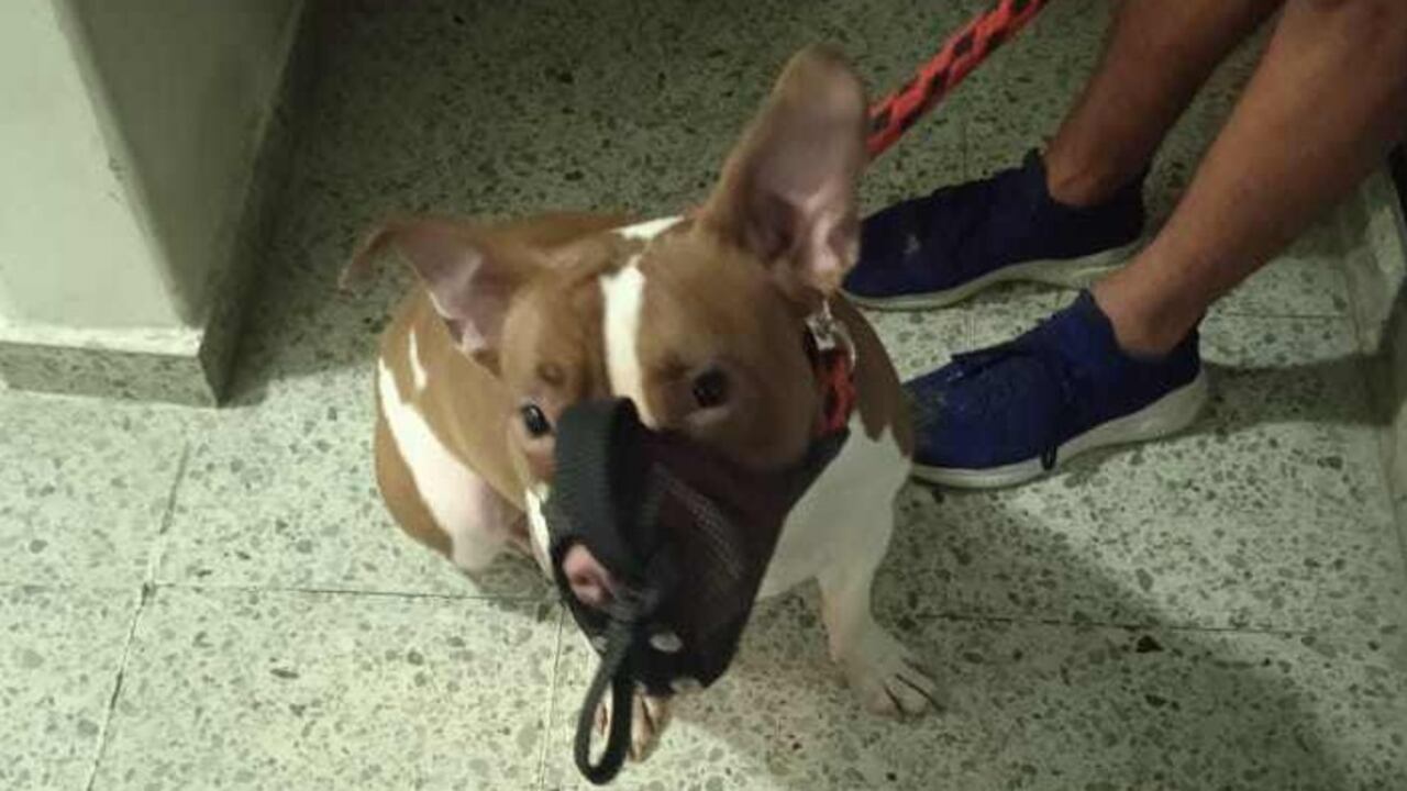 El pitbull atacó a tres menores de edad en Engativá, al norte de Bogotá.