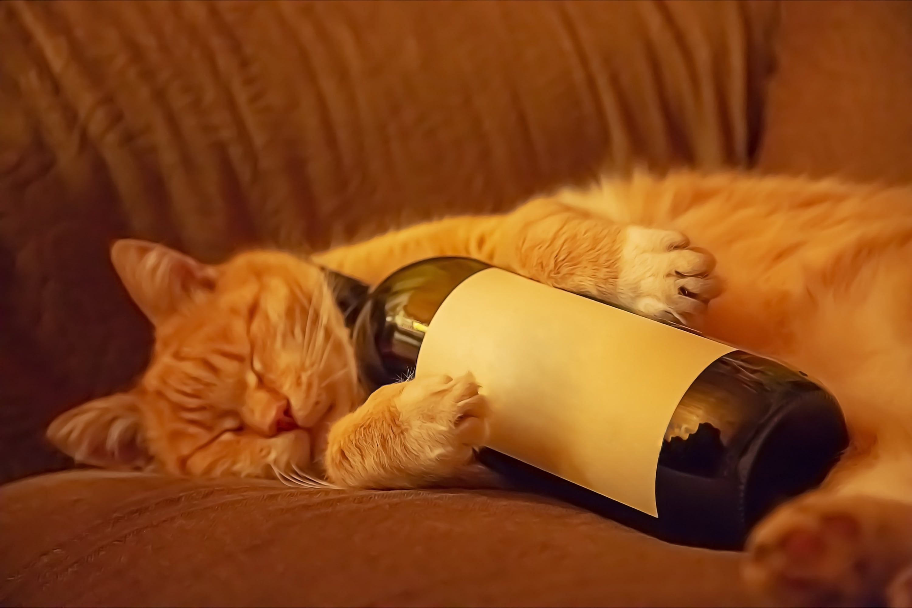 Gatos