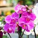 Las orquídeas son símbolo de buen suerte.