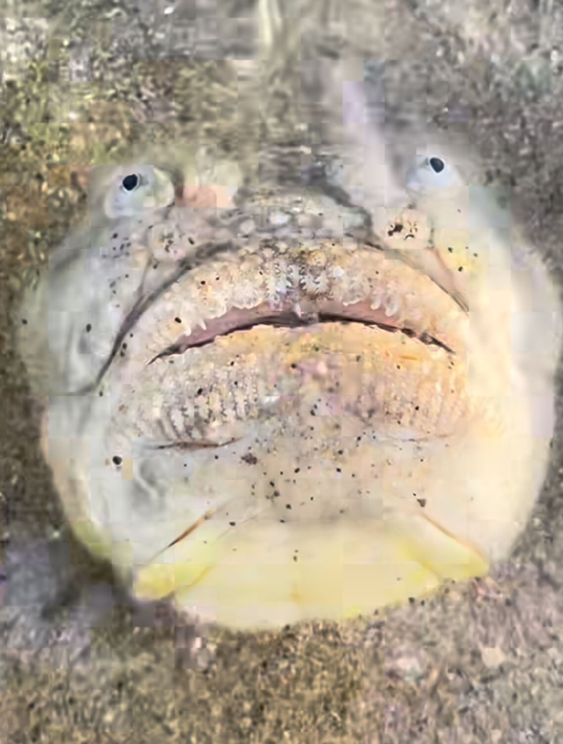 El pez causó el asombro de los bañistas y de los usuarios que vieron el video en las redes sociales