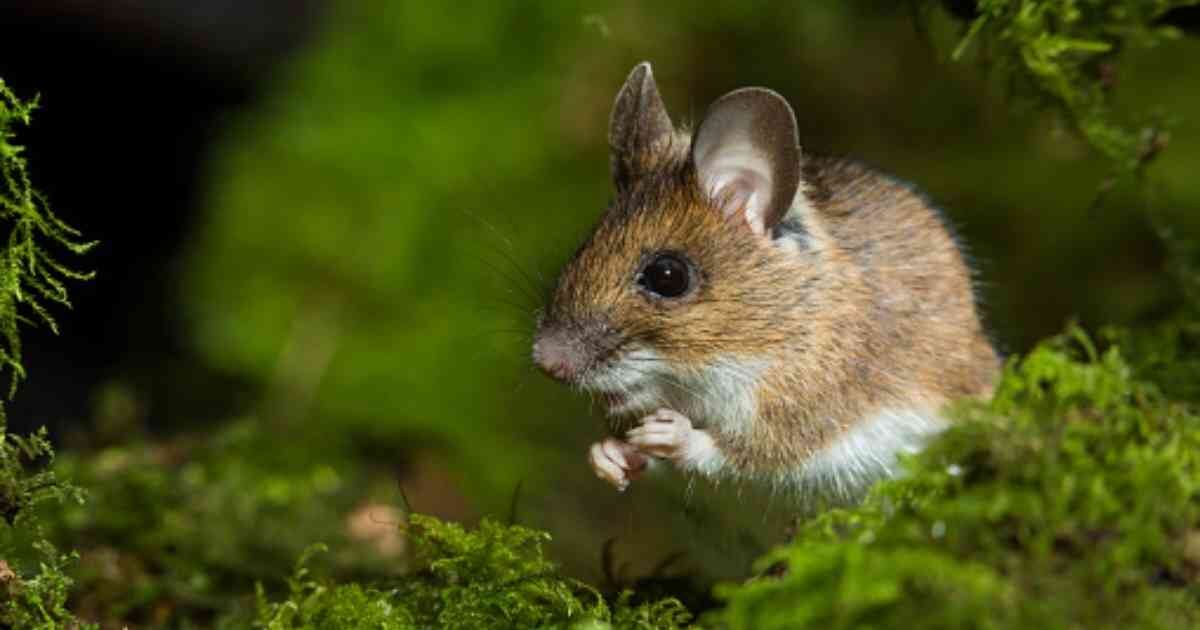 Medios de EE.UU. explican las razones por las que las instalaciones de DIsney están descuidadas. 