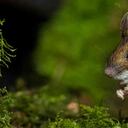 Según detallaron en el artículo los investigadores, la destrucción del hogar de un animal puede transformar de forma drástica su vida. Foto: Getty - Mundo hoy.