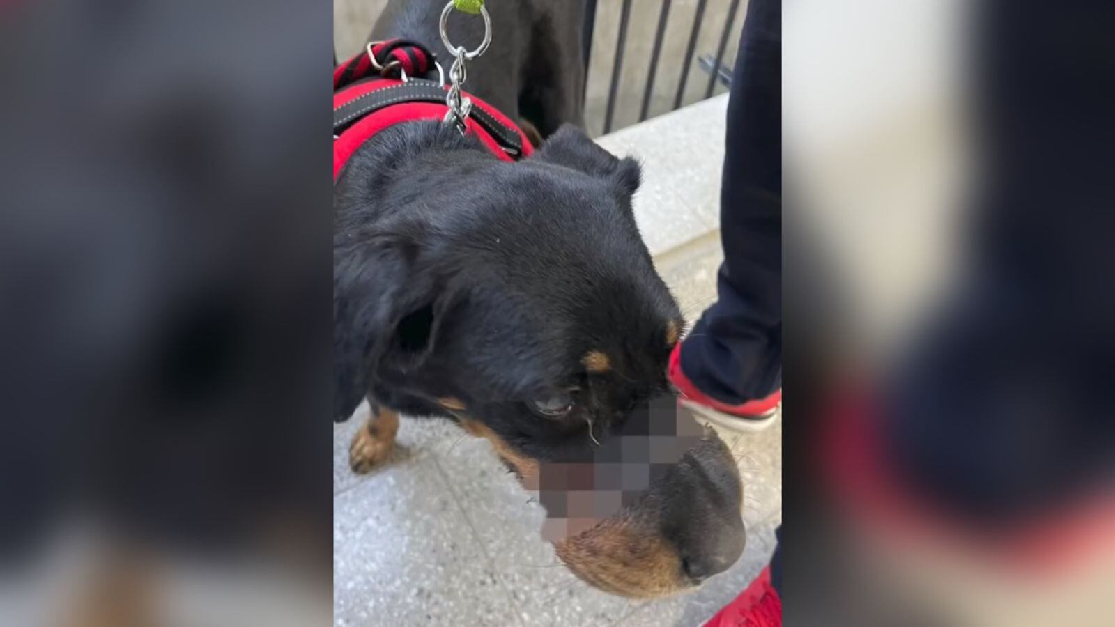 La canina fue encontrada en el barrio Compartir.