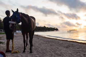 El cuidado que deben recibir los caballos que participan en este tipo de eventos son comparables al de los atletas de alto rendimiento.