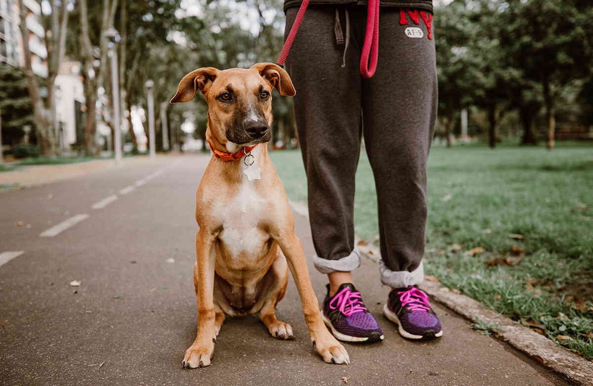 Soy Ziggy y soy criolla. Saco a mi dueña, Marcela, tres veces al día. Soy muy juguetona y disfruto de mis caminatas desde muy temprano. Karen Salamanca-SEMANA