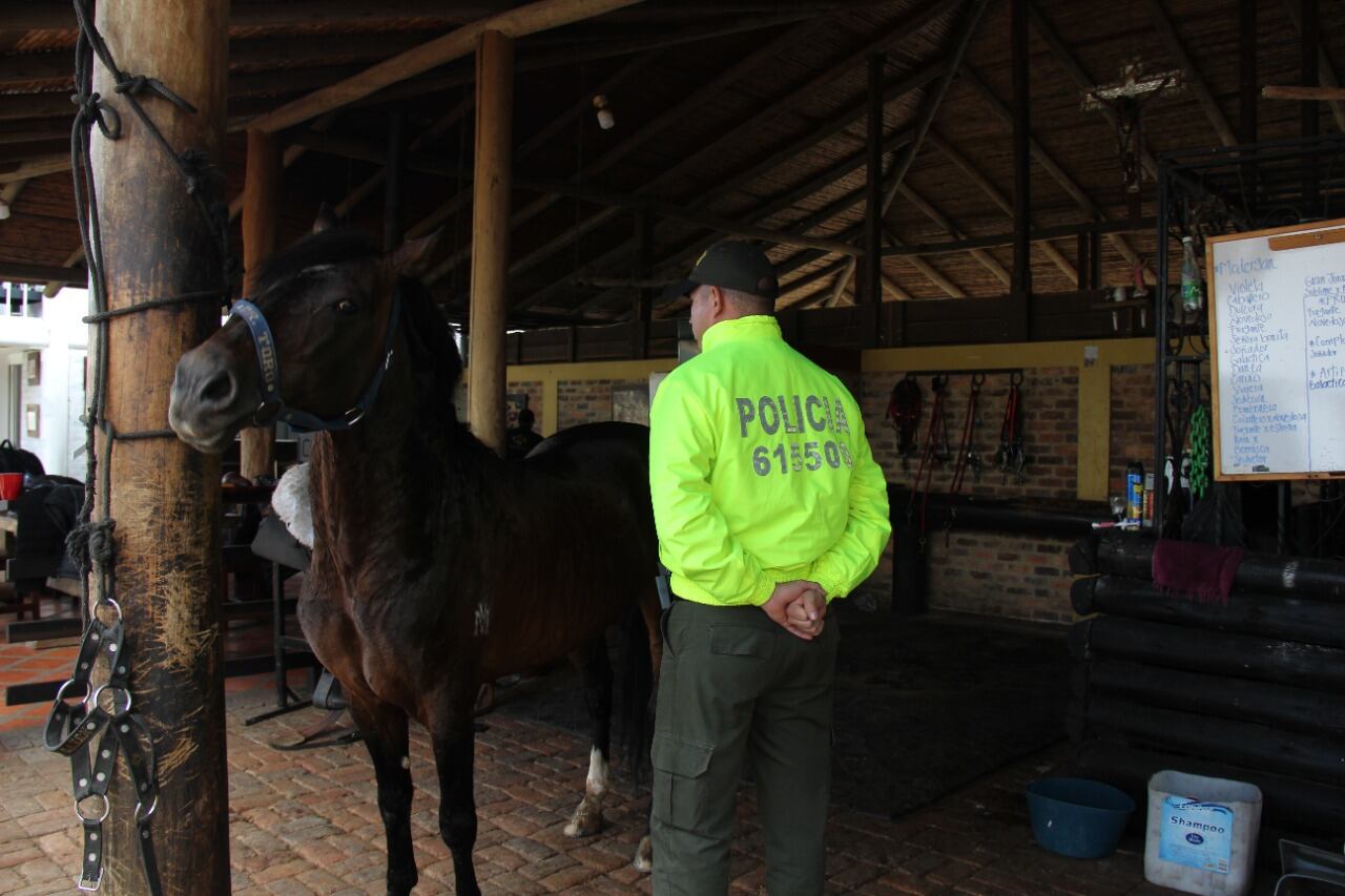 Caballo de paso fino, en poder de la SAE