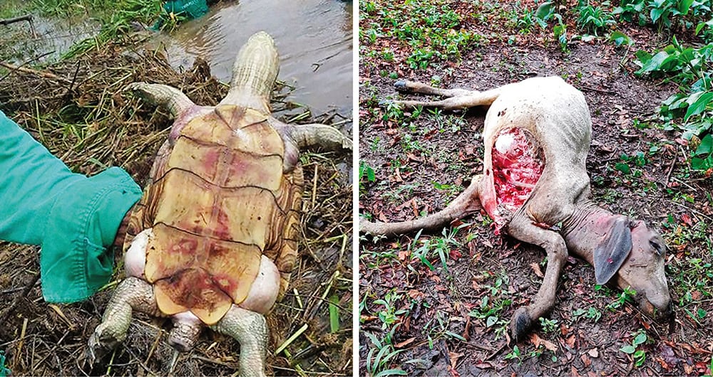 Las principales afectaciones a la fauna se han presentado en la ciénaga San Silvestre. Así terminan las tortugas y otros animales de la zona.