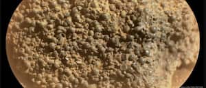 El róver Perseverance detectó una roca flotante con esferas, similar a los “arándanos marcianos” hallados en 2004.