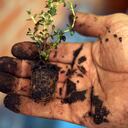 Para sembrar plántulas pequeñas, primero sumerja sus raíces en agua.