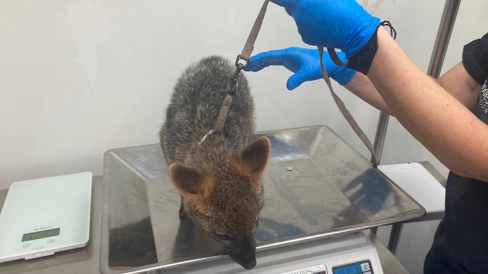 El zorro estaba en un alto grado de amansamiento.