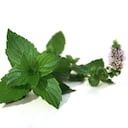 La menta es una planta invasiva.