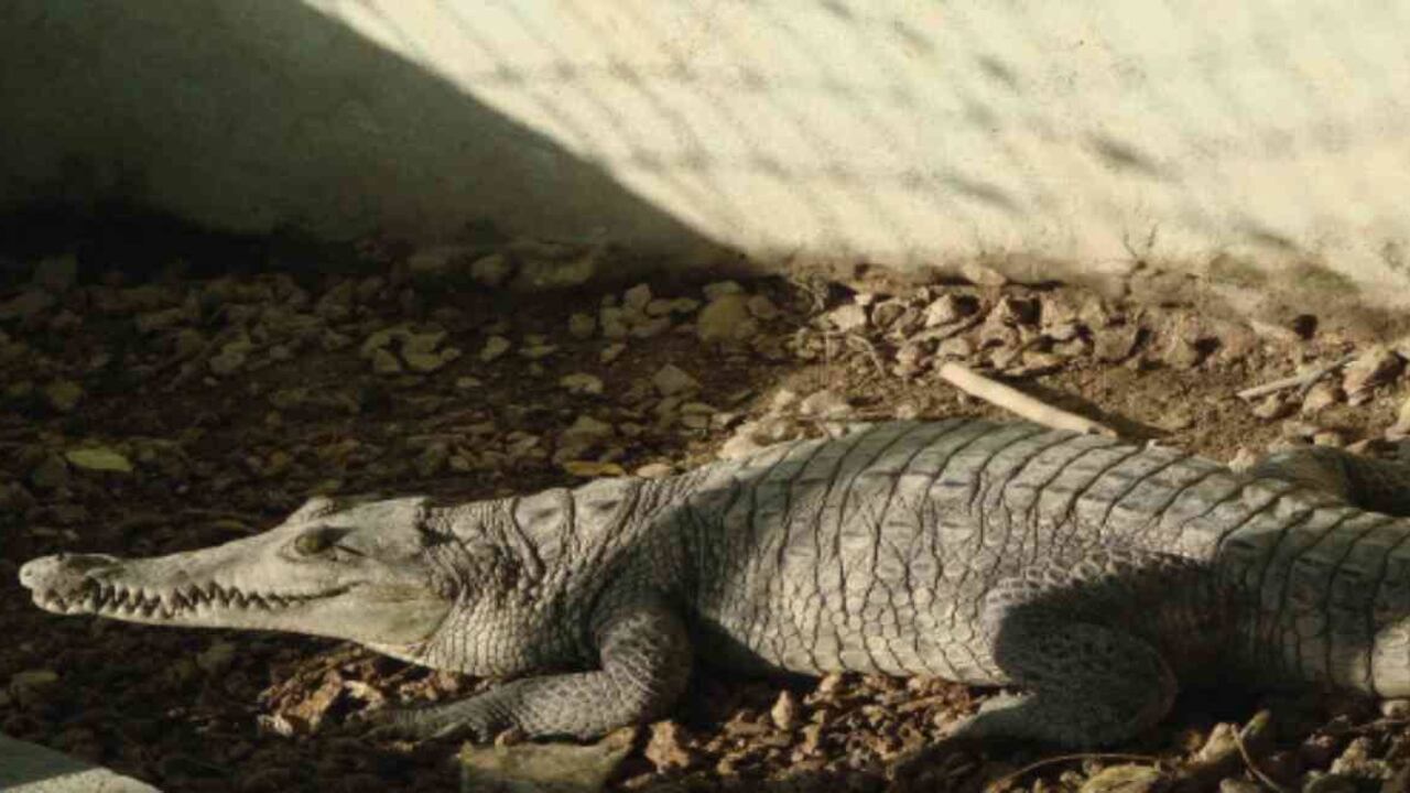 Caimán. Instituto Humboldt